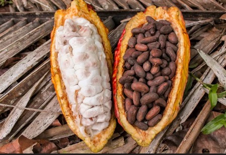 Cocoa Beans