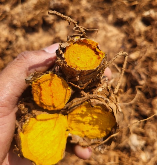 Turmeric